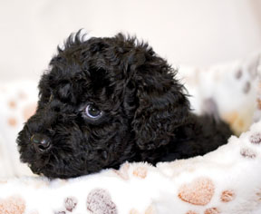 Pearl Spring Litter PWD puppy